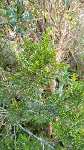 Alpine tarwood (Halocarpus biformis)