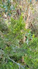 Halocarpus biformis