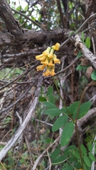 Vicia nigricans