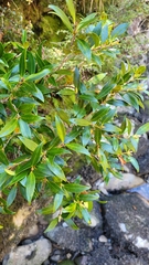 Metrosideros umbellata