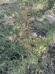 Pluchea odorata odorata