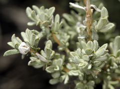 Tetradymia canescens