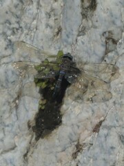 Rhionaeschna multicolor