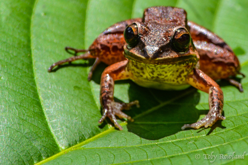 Leptodactylus guianensis