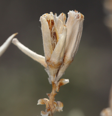 Tetradymia canescens