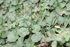 Centella asiatica