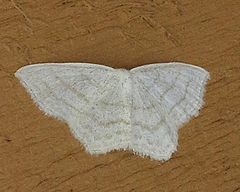 Scopula quinquelinearia