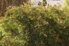 Erythrostemon mexicanus