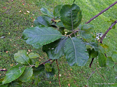 Salix aegyptiaca