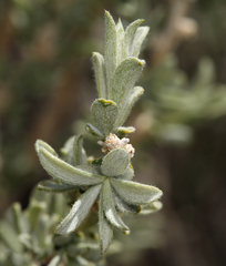 Tetradymia canescens