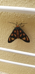Arctiinae