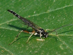 Delomerista