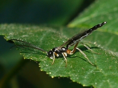 Delomerista