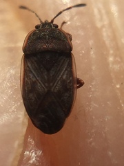 Dilompus robustus