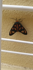 Arctiinae