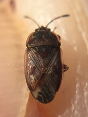 Dilompus robustus