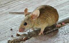 Muroidea