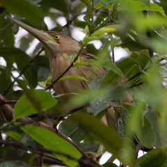 Ixobrychus sinensis