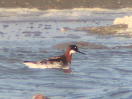 Falaropo picofino (Phalaropus lobatus)