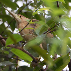 Ixobrychus sinensis