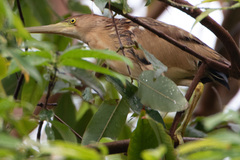 Ixobrychus sinensis