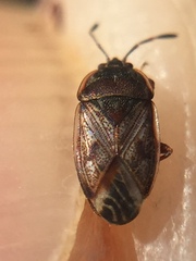 Dilompus robustus