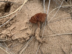 Laccaria maritima
