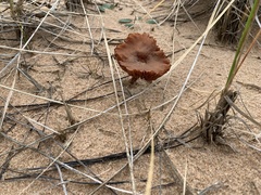 Laccaria maritima