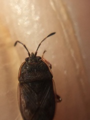 Dilompus robustus