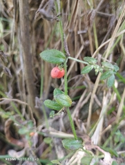 Galium hypocarpium