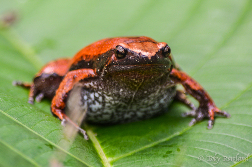 Amazon Sheep Frog, Hamptophryne boliviana