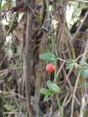 Galium hypocarpium
