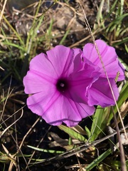 Ipomoea asarifolia