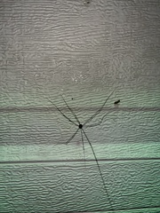 Leiobunum