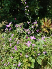 Malcolmia maritima