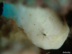 Antennatus tuberosus