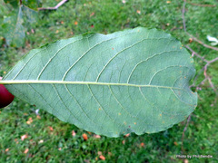 Salix aegyptiaca