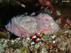 Calcinus isabellae