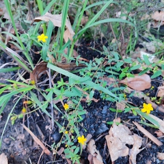 Hypericum linariifolium