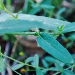 Hypericum linariifolium