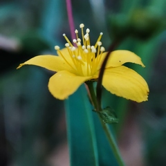 Hypericum linariifolium