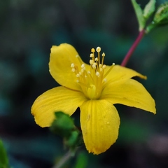 Hypericum linariifolium