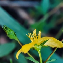 Hypericum linariifolium