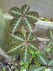 Parthenocissus henryana