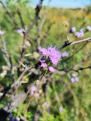 Conoclinium dissectum