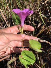 Ipomoea asarifolia