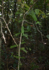 Arthropteris palisotii