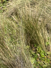 Poa cita