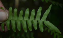 Arthropteris palisotii