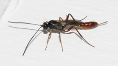 Cymodusa distincta
